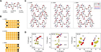 Structural Polymorphism of Chitin and Chitosan in Fungal Cell Walls From Solid-State NMR and Principal Component Analysis